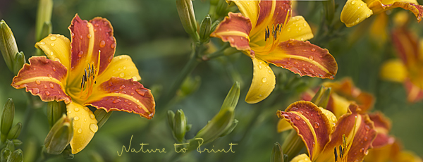 Maßgeschneiderte Fototapete mit regennassen Taglilien im Garten