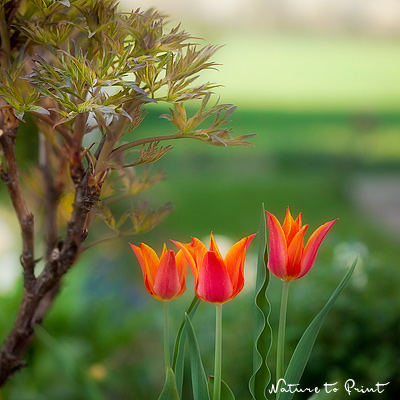 Flower picture of tree peony sprouts from next to orange tulips