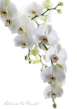 Stoffbanner mit weißem Hintergrund und weißer Orchideen-Rispe