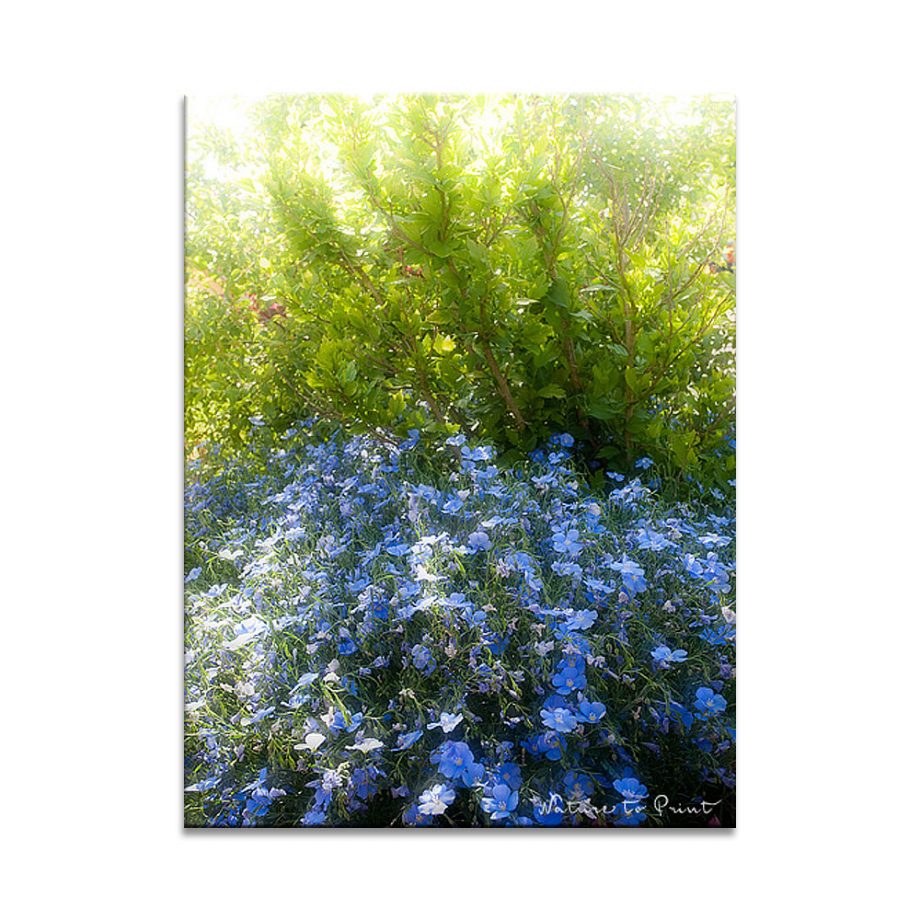 Blauer Lein am Eingang zum Gartenparadies