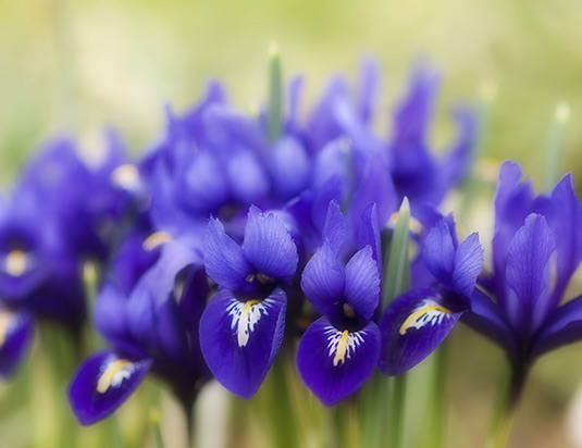 Blumenbild Tuff mit blauen Zwergirissen im Garten