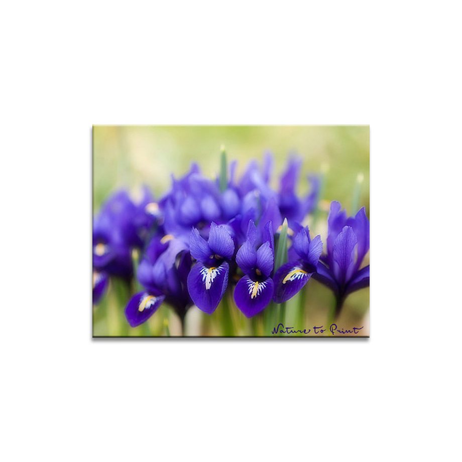Blumenbild auf Leinwand Zwerg-Iris 