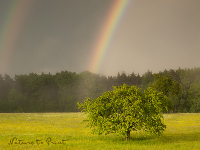 Kirschbaum mit Regenbogen