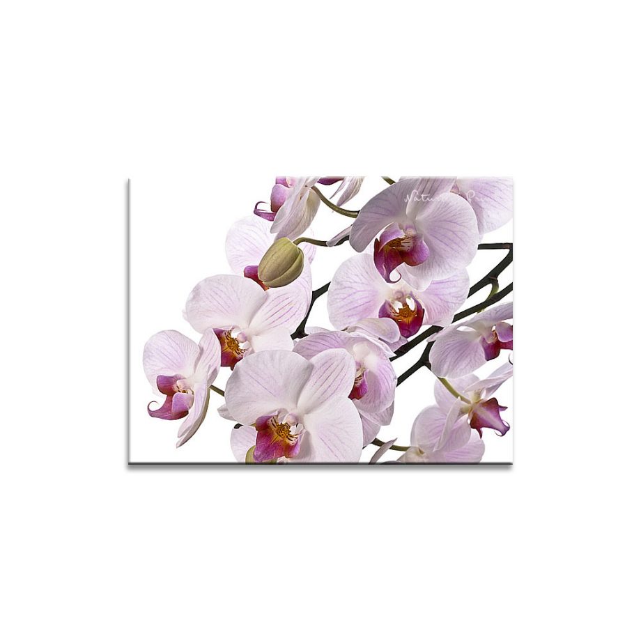 Leinwandbild mit üppig blühenden Orchideen