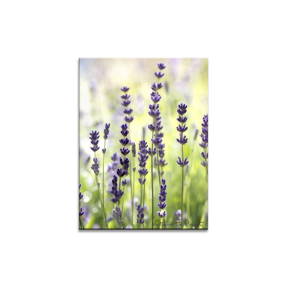 Farbechte Blumenbilder am Beispiel von Blumenbild Lavendel im Morgenlicht
