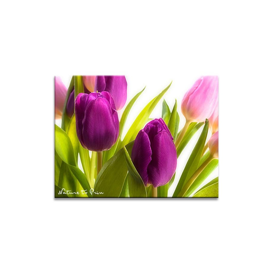 Fototapete Tulpen | Leinwandbild Tulpen