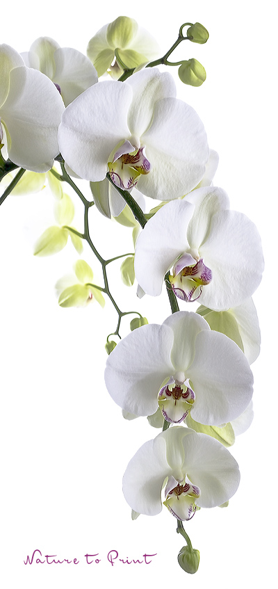 Textilbanner Weiße Orchidee | Orchideenbanner Big White Orchid