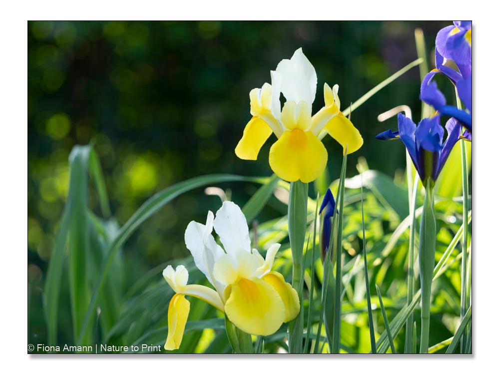 Iris hollandica, Blumen fotografieren bei Sonne