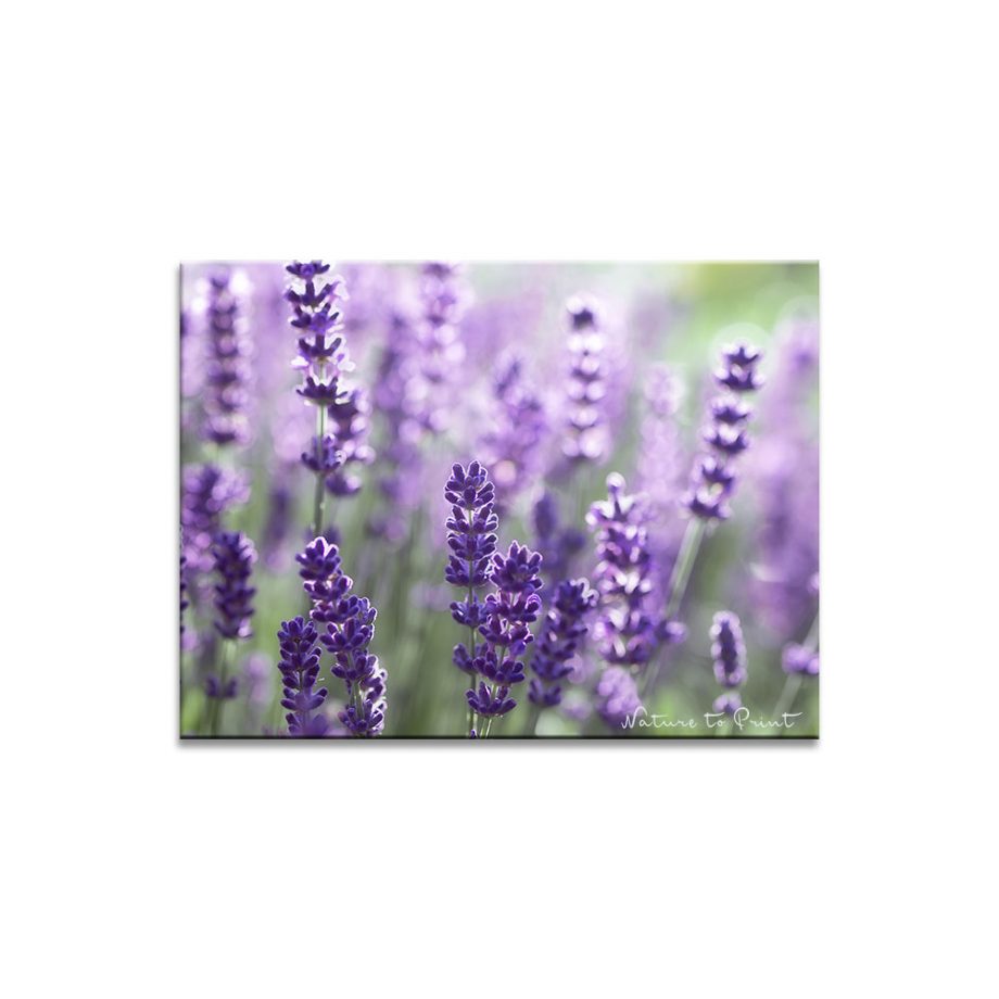 Blumenbild Lavendelduft