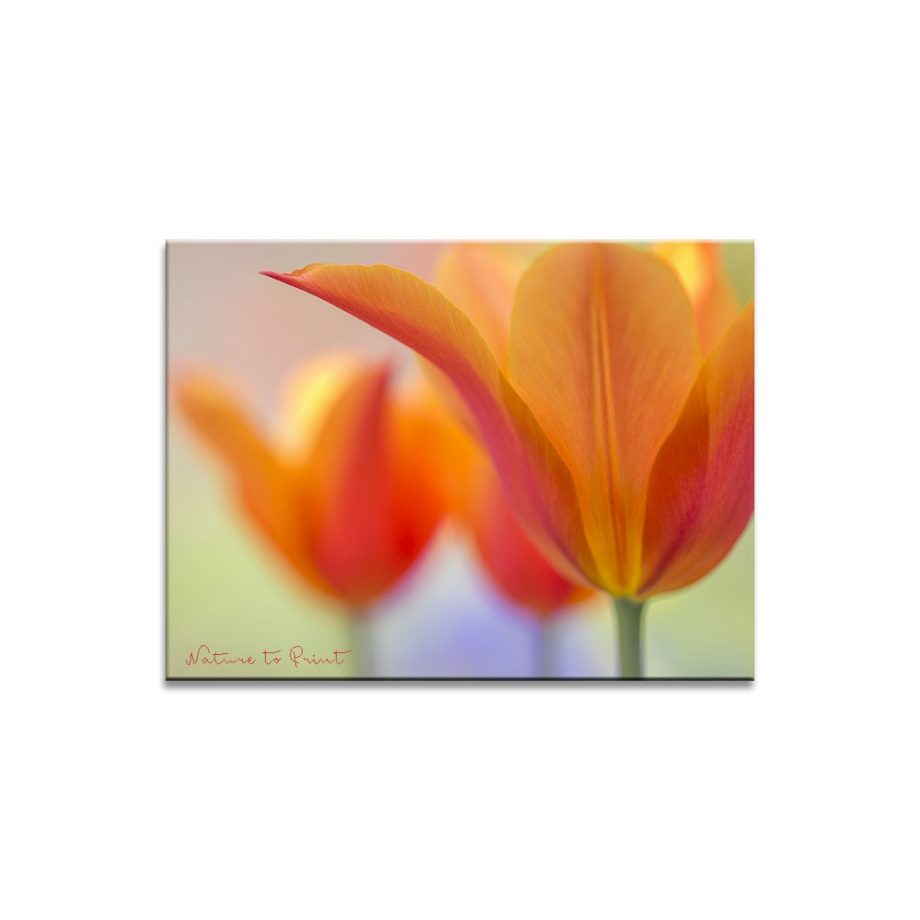 Leinwandbild Tulpe Orange Beauty