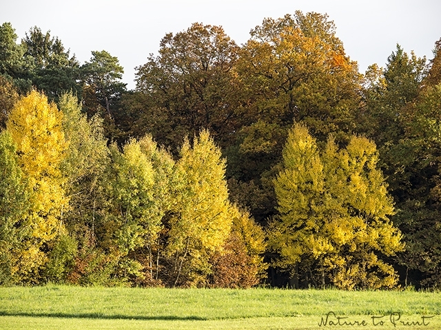 Goldener Herbst am Waldrand