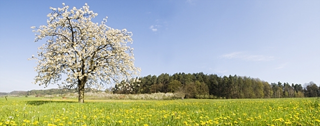 Landschaftsbild blühender Kirschbaum auf dem Lindelberg