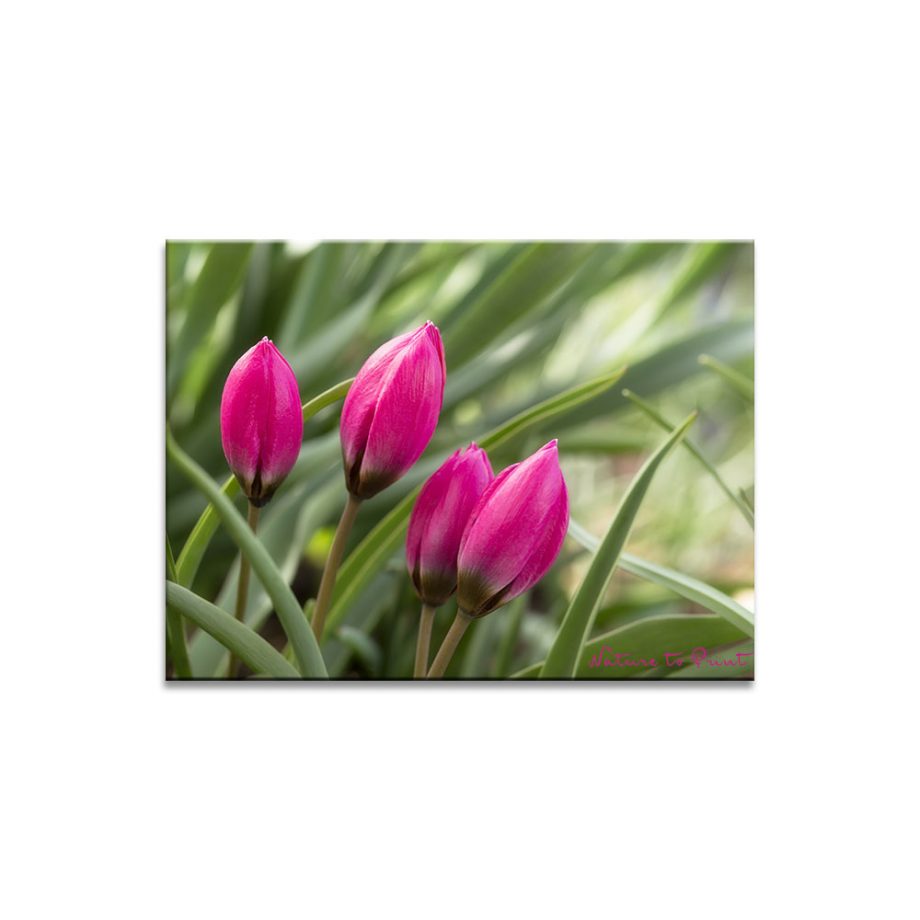 Frühling im Blumenbild: Botanische Tulpen in Himbeerrot