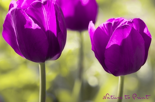 Tulpenbild Drei purpurne Tulpen