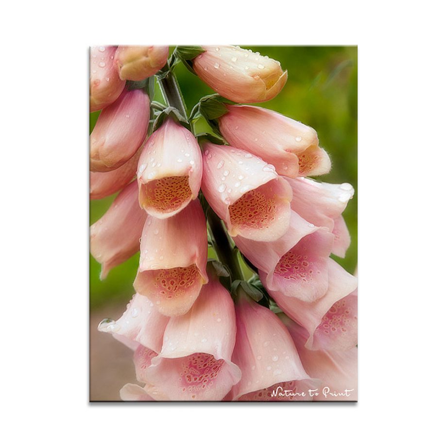 Leinwandbild Fingerhut zeigt rosa Digitalis im Garten