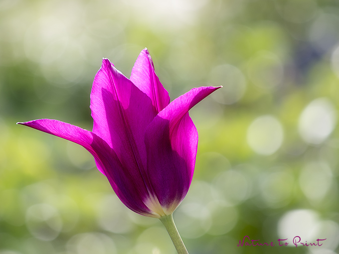 Blumenbild Purpur Tulpe im Gegenlicht