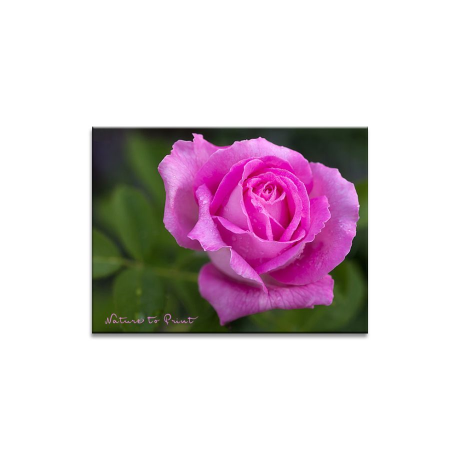 Blumenbild alte Rose Mrs. John Laing | Leinwandbild, Fine-Art-Print oder Fototapete im Wunschformat