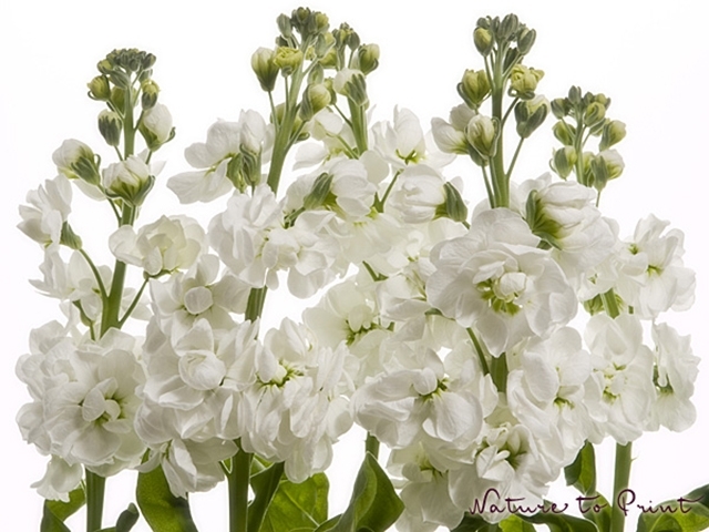 Blumenbild "Weißer Blütentraum" mit weißen Levkojen