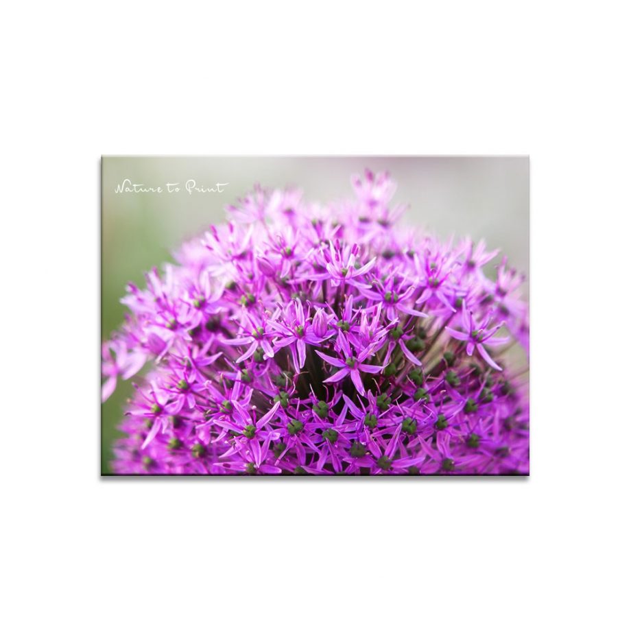 Frühlingsbild Allium mit Sternwerfer-Effekt ganz nah