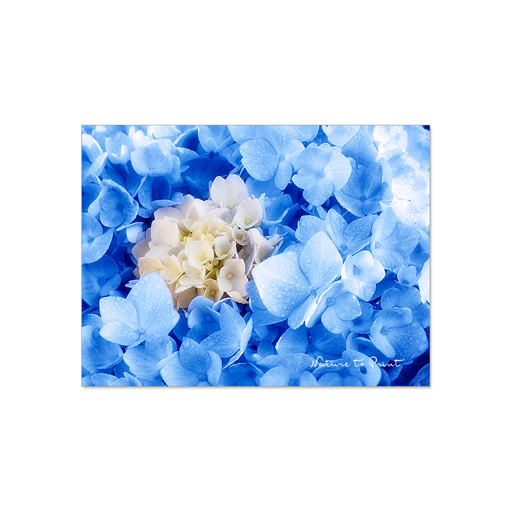 Blumenbild Hortensie Blau umrankt