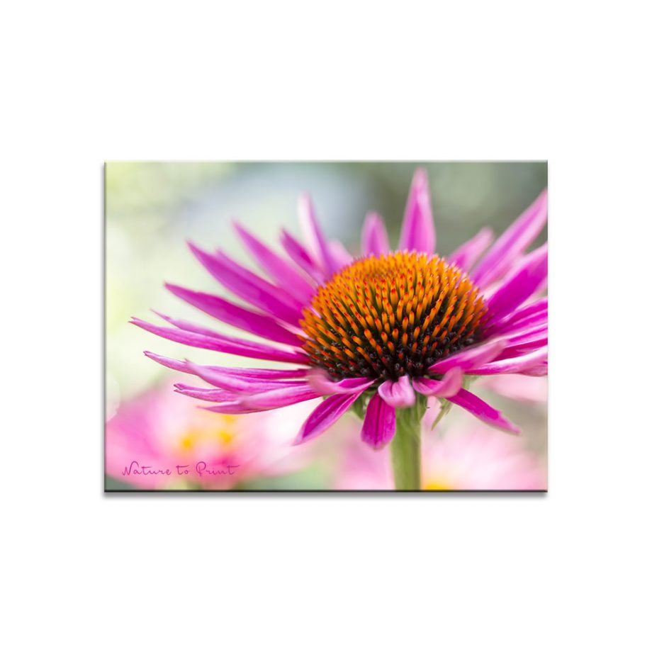 Leinwandbild Echinacea, ein Sonnenkind im Sommergarten. Auch als Fine-Art-Print, Kunstdruck, Alu-Dibond, Fototapete oder auf Stoffbanner.