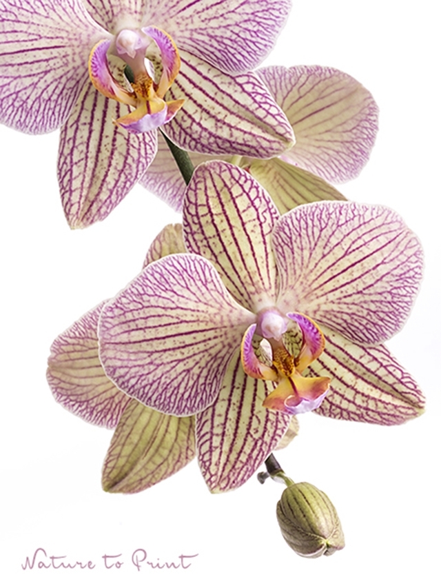 Kunstdruck/Fotoprint Pinkgelbe Phalaenopsis