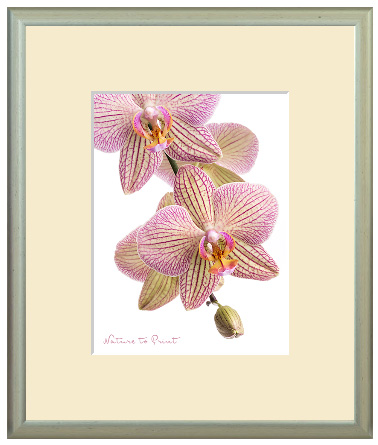 Gerahmter Kunstdruck Orchidee