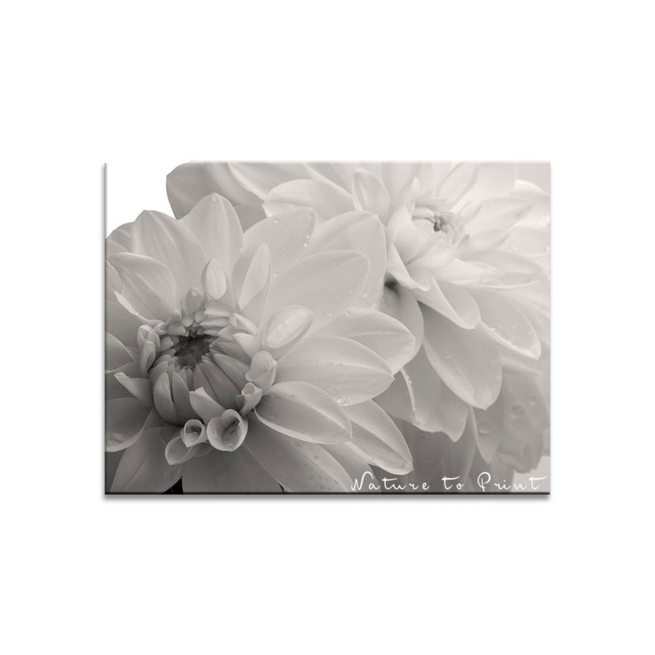 Blumenbild Dahlie im Sepia-Look