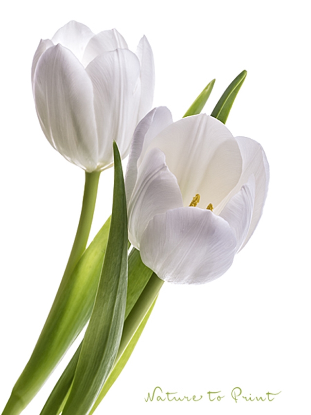 Tulpenbild: White Tulips entstand im Fotostudio mit 3 Blitzgeräten
