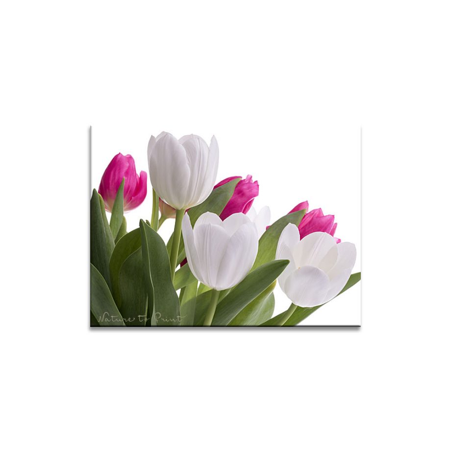 Tulpenbild freigestellte weiße und rosa Tulpen