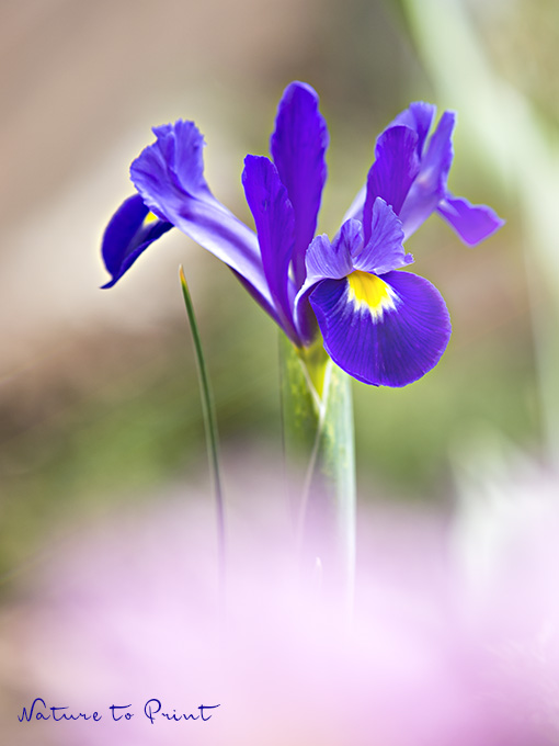 Blaue Iris Hollandica