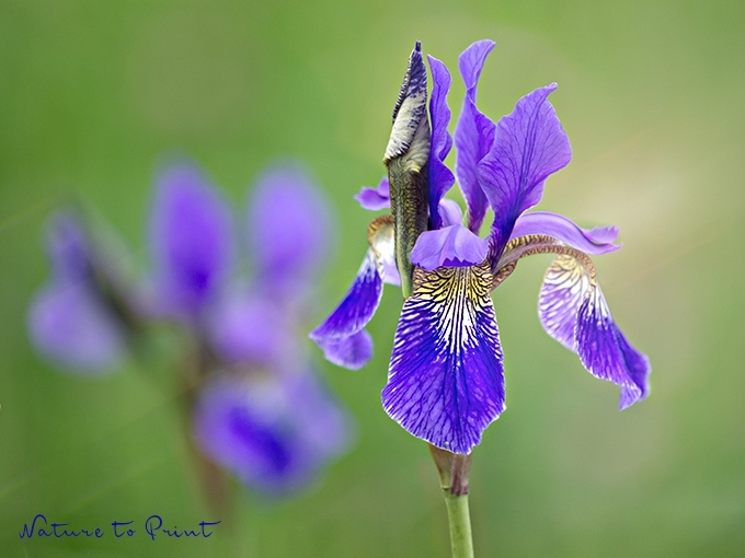 Blumenbild Wiesen-Iris. Iris Sibirica