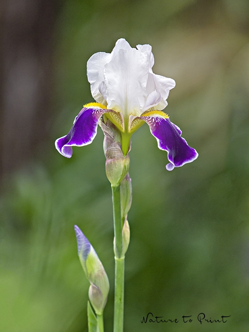 Blumenbild zweifarbige Iris in Violett und Malve