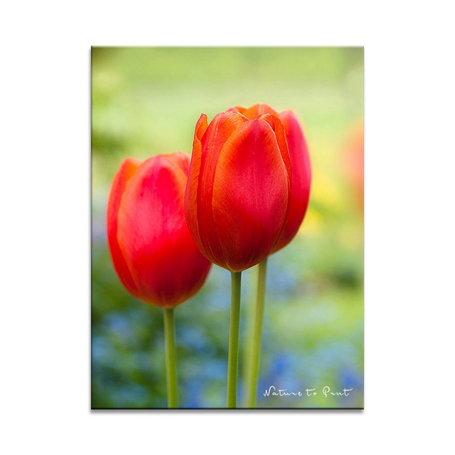 Wandbild Tulpen und Vergissmeinnicht im Frühlingsgarten