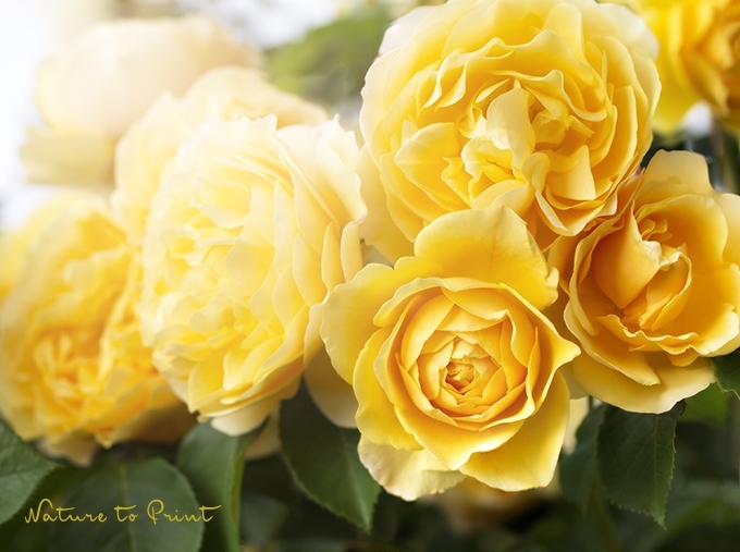 Rosenbild nach Wunsch: Gelbe Rose auf Leinwand, gerahmter Kunstdruck oder Fototapete.