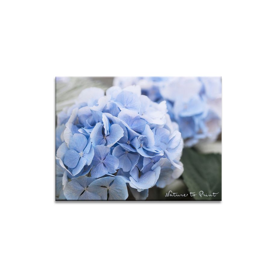 Blaue Blumen | Blaue Hortensie