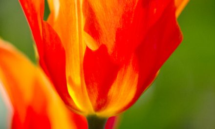 Kunstdruck mit Tulpen für frischen Schwung & Aufmerksamkeit.