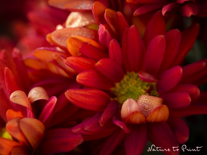 Blumenbild: Verwegene Chrysantheme
