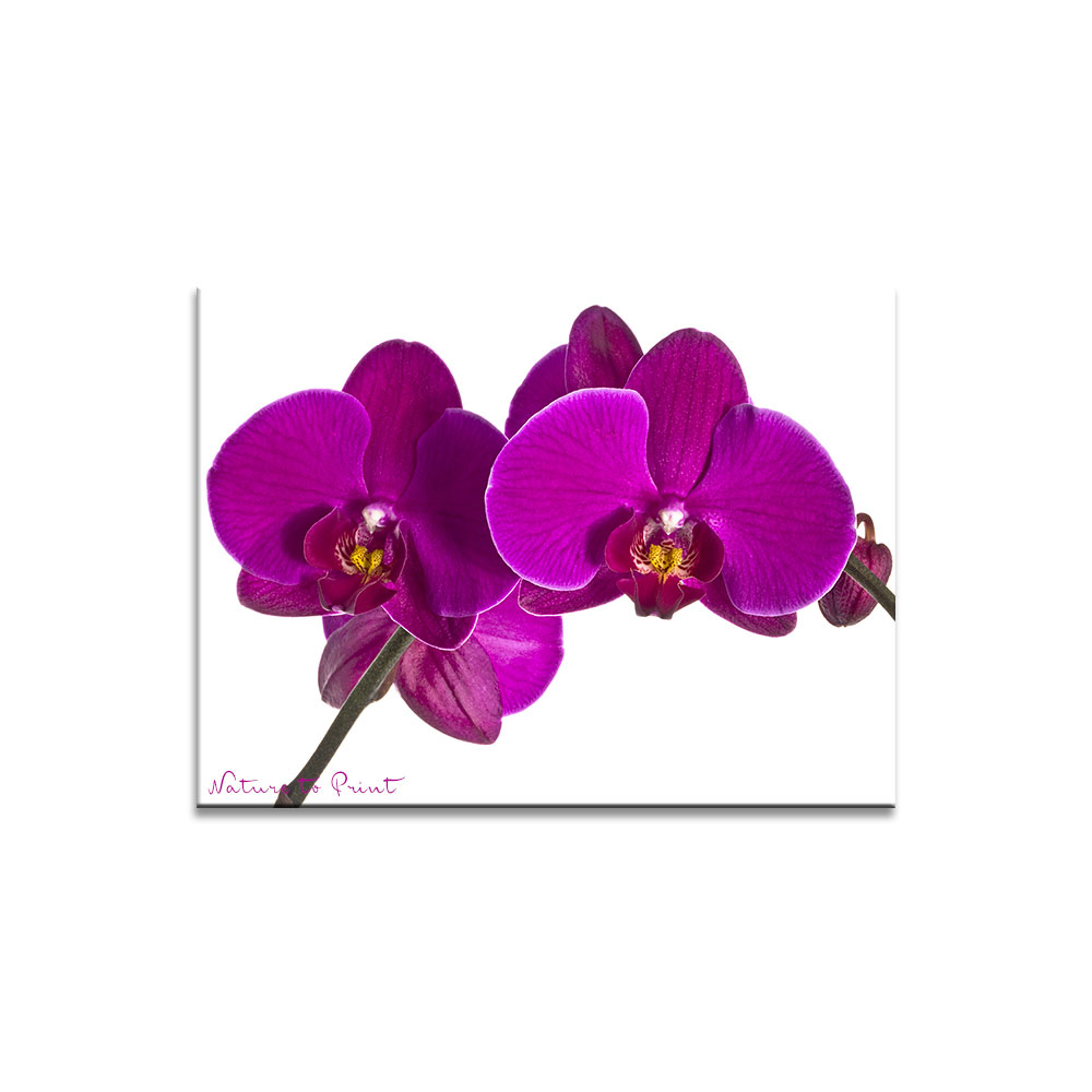 Blumenbild Orchidee: Violette Phalaenopsis