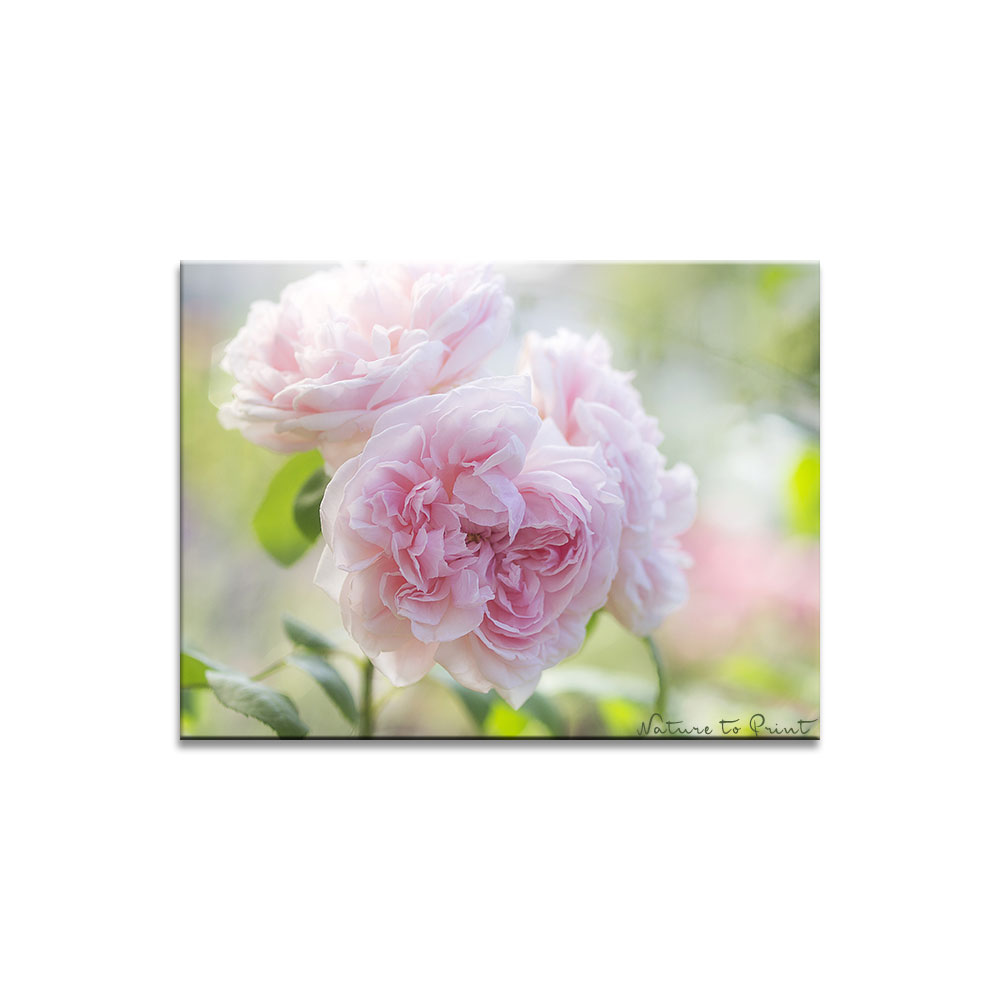 Dreamy Roses, Leinwandbild mit Rose Eglantyne