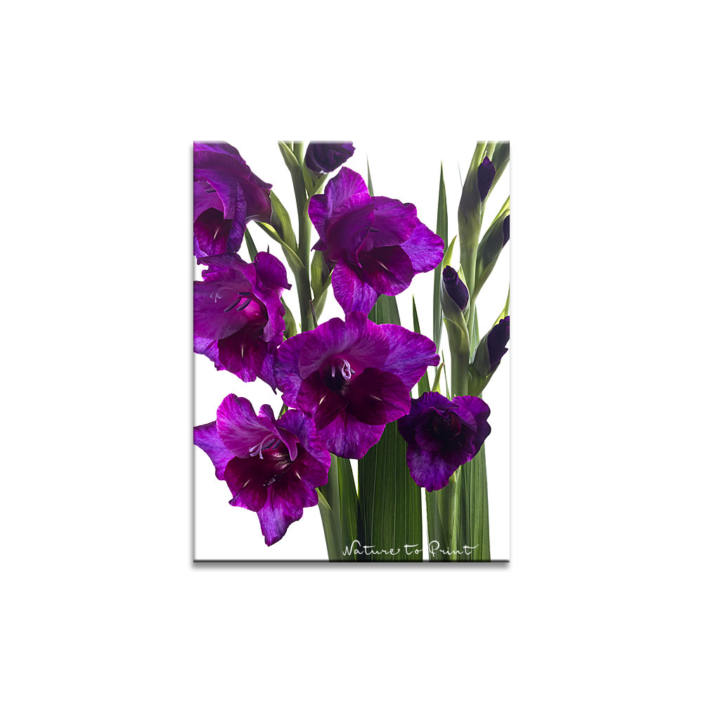 Acrylglas-Blumenbild violette Leidenschaft