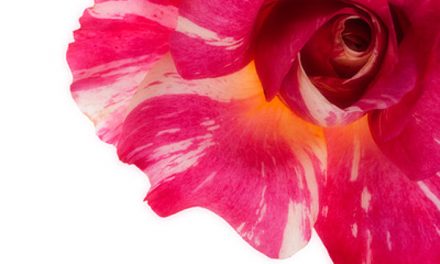 Blumenbild Malerrose mit Candystripes. Über die Folgen des Klimawandels im Rosengarten.