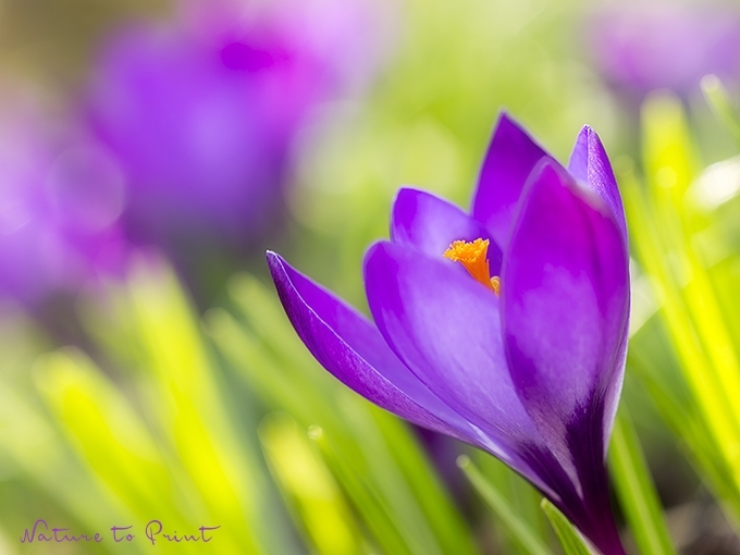 Fototapete Frühling: Violetter Krokus