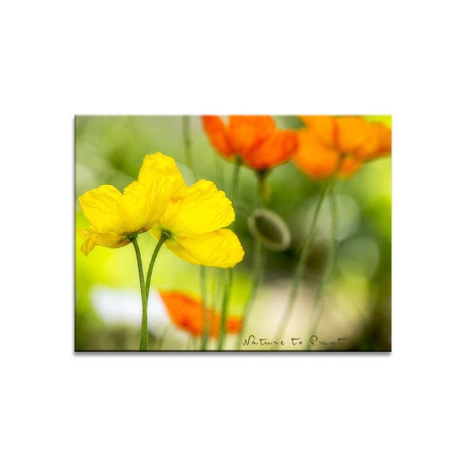 Blumenbild auf Leinwand Muntere Poppys in sonnigen Farben