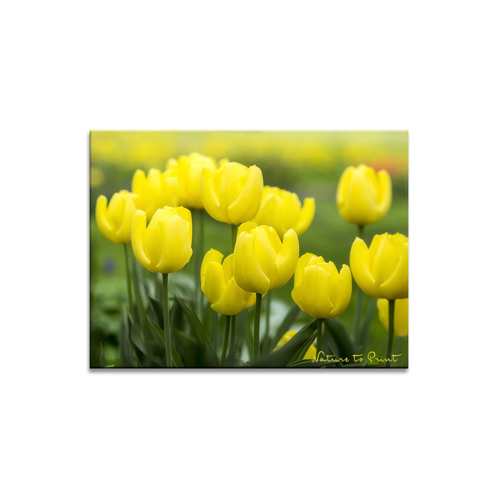 Leinwandbild Tulpen | Ausdauernde Lichtträger