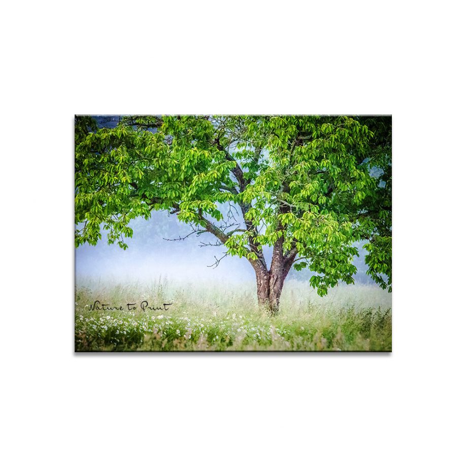Baum im Nebel, Stimmungsvolles Landschaftsbild, alter Kirschbaum im Nebel