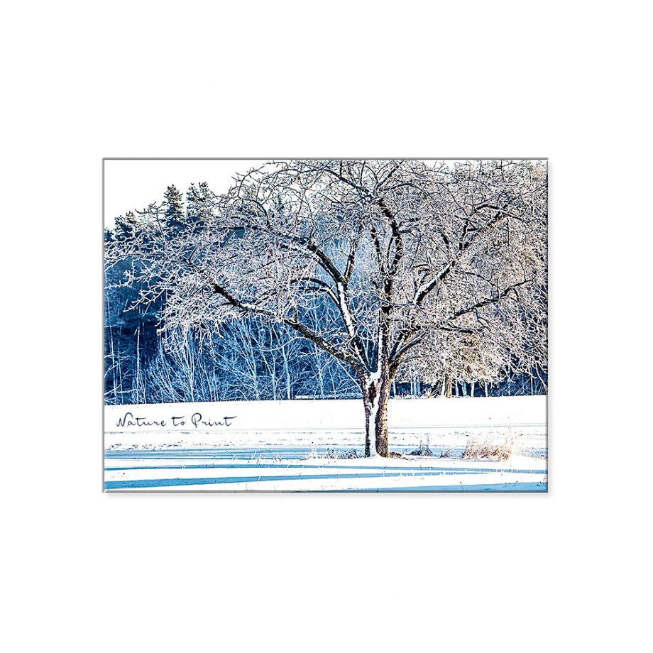 GARTENTIPPS Dezember | Landschaftbild Eisbaum nach einer klirrend frostigen Nacht