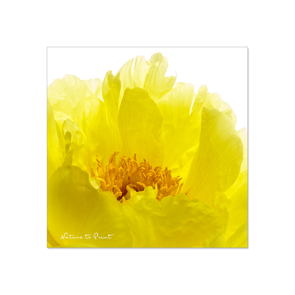 10 zitronengelbe Blumenbilder | Zitronengelbe Blumenbilder sorgen für gute Laune, schalten überall die Sonne an und passen perfekt zum frisch renovierten Flur einer Blumenbegeisterten. 4 von 10 Motiven durften es sein.