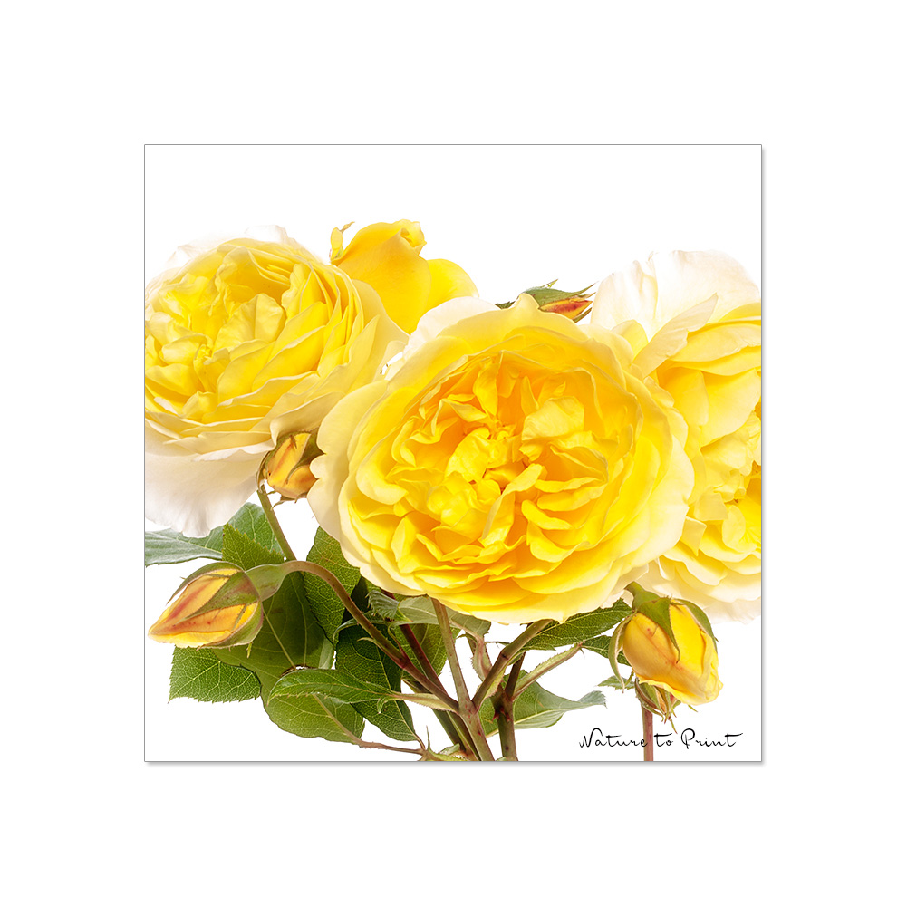 10 zitronengelbe Blumenbilder | Zitronengelbe Blumenbilder sorgen für gute Laune, schalten überall die Sonne an und passen perfekt zum frisch renovierten Flur einer Blumenbegeisterten. 4 von 10 Motiven durften es sein.