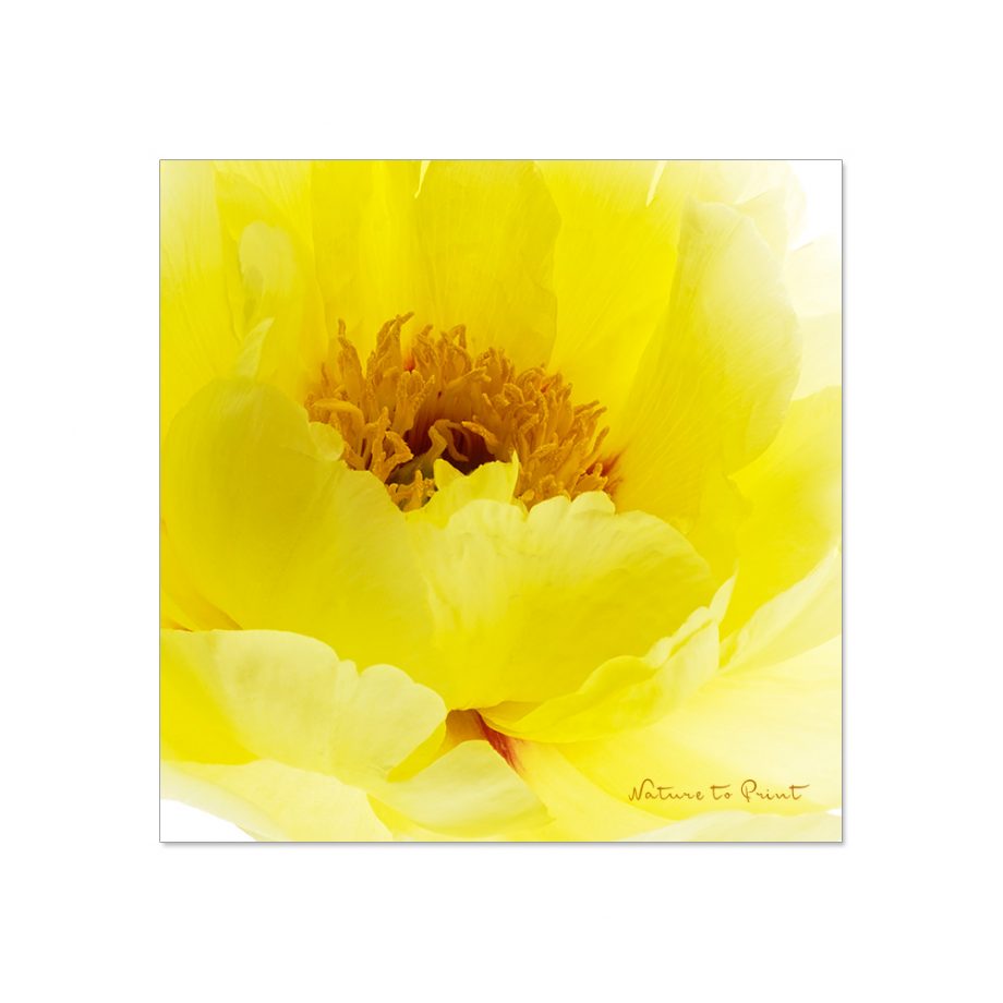 Zitronengelbes Blumenbild: Gelbe Baumpfingstrose